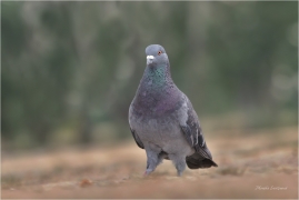 <p>HOLUB DOMÁCÍ (Columba livia f. domestica) /Domestic pigeon - Stadttaube/</p>
